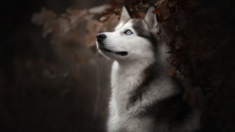 Siberian Husky Dog Breed 4k HD Wallpaper Image Photos And Picture