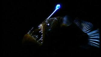 Angler Fish Wallpaper Image Group