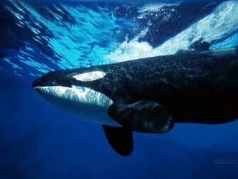 Whale Wallpaper
