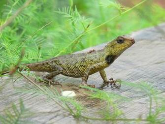 Lizard Wallpaper Image And Animals Pictures