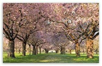 Back Gallery For Orchard Wallpaper