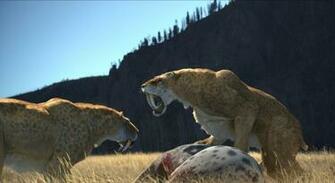 Sabre Toothed Tiger Wallpaper Image Photos Pictures