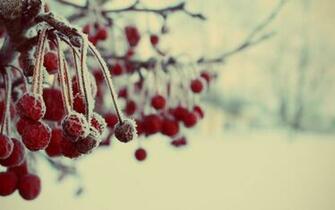 Frozen Berries Wallpaper Stock Photos
