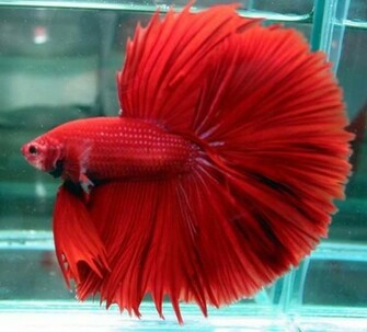 Fish Wallpaper Betta Photos