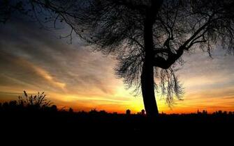 Tree Silhouette In The Evening Sky Wallpaper