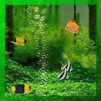 Live Wallpaper Shark Background Marine Aquarium Underwater Fish