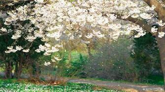 Wallpaper Spring Flower Index