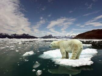 HD Wallpaper Animal A Polar Bear On Small Piece Of Ice Search These