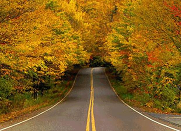 Most Beautiful Tree Tunnels HD Wallpaper