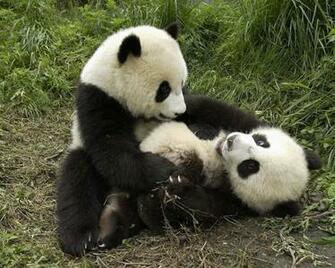 Baby Pandas Wallpaper
