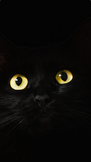 Black Cat Pictures Aesthetic Wallpaper Background For