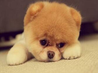 Pomeranian Puppy Wallpaper The Dog Best