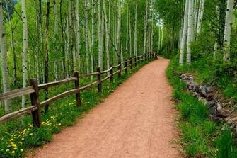 Forest Park Trees Grass Photo Wallpaper