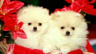 Puppy Christmas Dog HD Wallpaper For iPhone