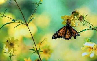 Daily Wallpaper Butterfly Garden I Like To Waste My Time