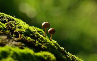 Mushroom Wallpaper And Background Image Net