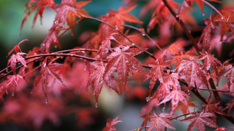 Fall Pale Red Maple Leaves Wallpaper