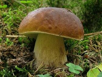 Forest Mushroom Wallpaper Open Walls