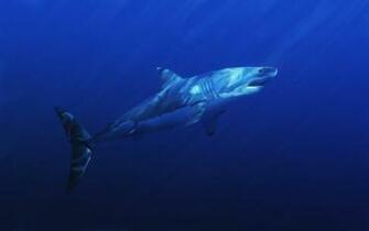 Great White Wallpaper HD
