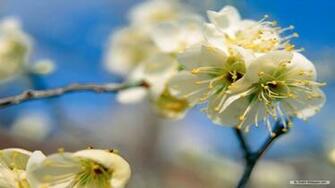 Wallpaper Flower Spring