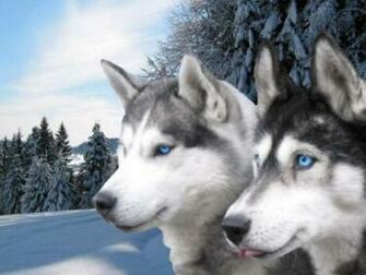 White Huskies Siberian Husky Snow Winter