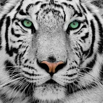 Wallpaper HD For Mac White Tiger