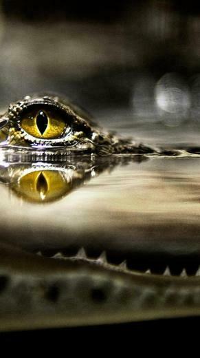 Top Crocodile iPhone Wallpaper Best