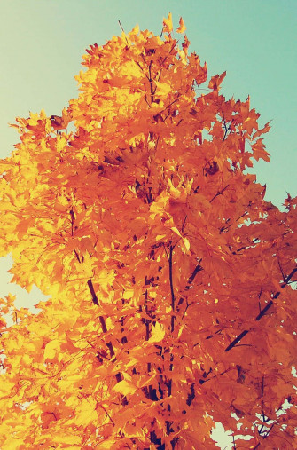 Experience The Fall Season With Apple iPhone Plus Wallpaper