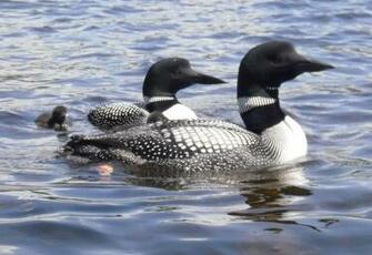 Loon Wallpaper