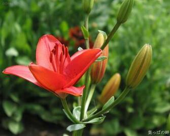 Peach Lily Flowers Wallpaper
