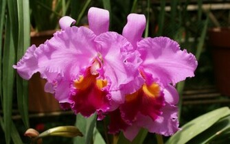 Orchids Wallpaper Pictures To Pin