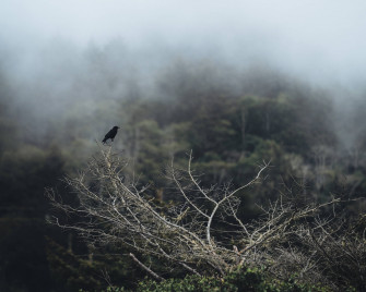 Birds Nature Wallpaper