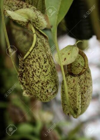 Best Closeup Of Nepenthes With Blurred Wallpaper Image