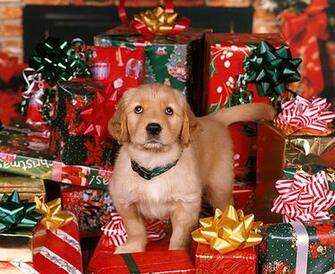 Christmas Golden Retriever Puppies Pup Rk0228