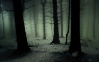 Trees Forest Wood Gloom Snowing Snow Winter Fog Haze Mist Cold Spooky