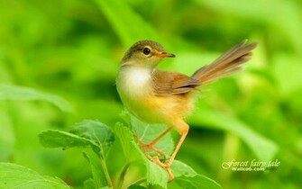 Birds Wallpaper Plain Prinia Little Gorgeous Animal Cute
