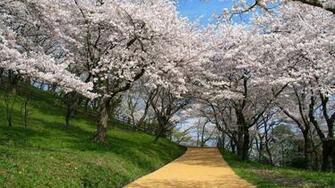 Scenic Wallpaper Widescreen HD Background