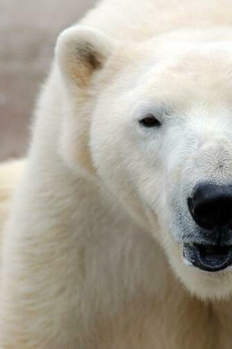 Polar Bears iPhone Wallpaper