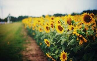 Bright Lg Wallpaper Background Theme Apps Games And Ringtones