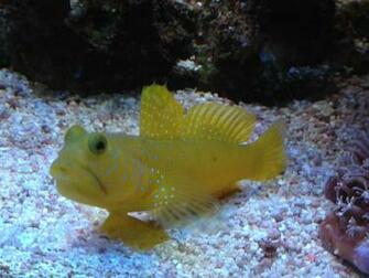 Watchman Goby Wallpaper High Quality
