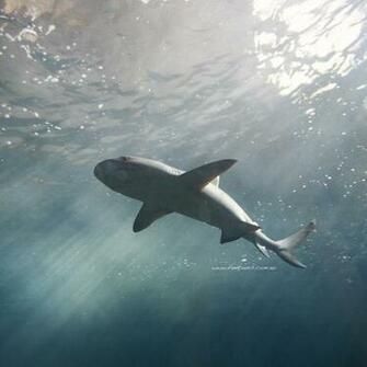 Shark Week Wallpaper High Definition