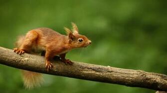 Animals HD Wallpaper 1080p Desktop