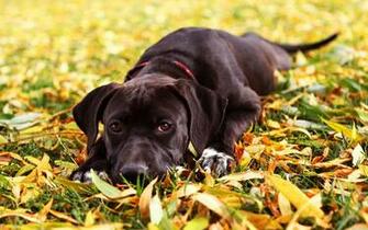 Autumn Wallpaper Dog HD