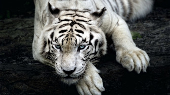 Tiger 4k New HD Pc Wallpaper