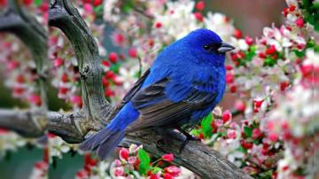 Birds Samsung Galaxy Note Wallpaper Screensavers