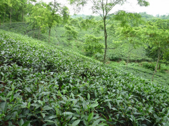 Tea Garden Wallpaper
