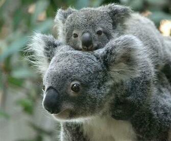 Cute Baby Koala