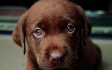 Chocolate Labrador Puppy