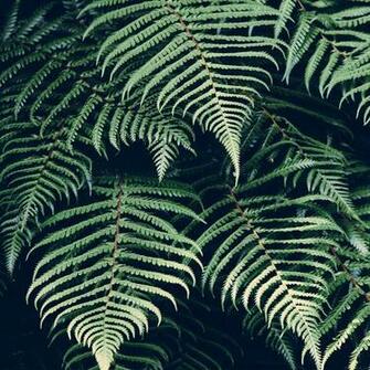 Nature Fern Green Leaf iPad Wallpaper iPhone