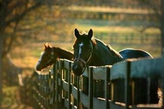 Kentucky Horse Farm